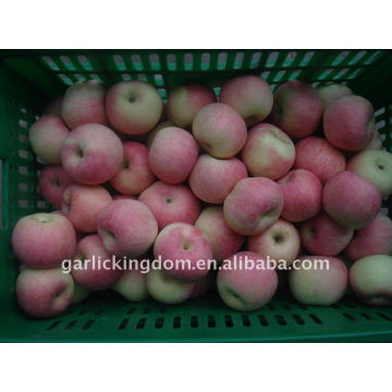 Vendre 2011 shanxi fuji apple